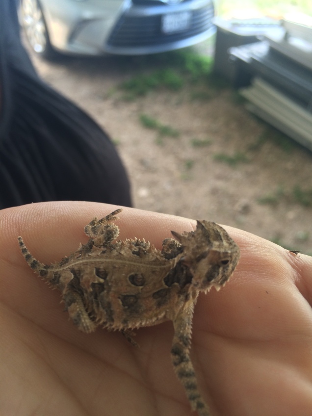 Horny Toad3